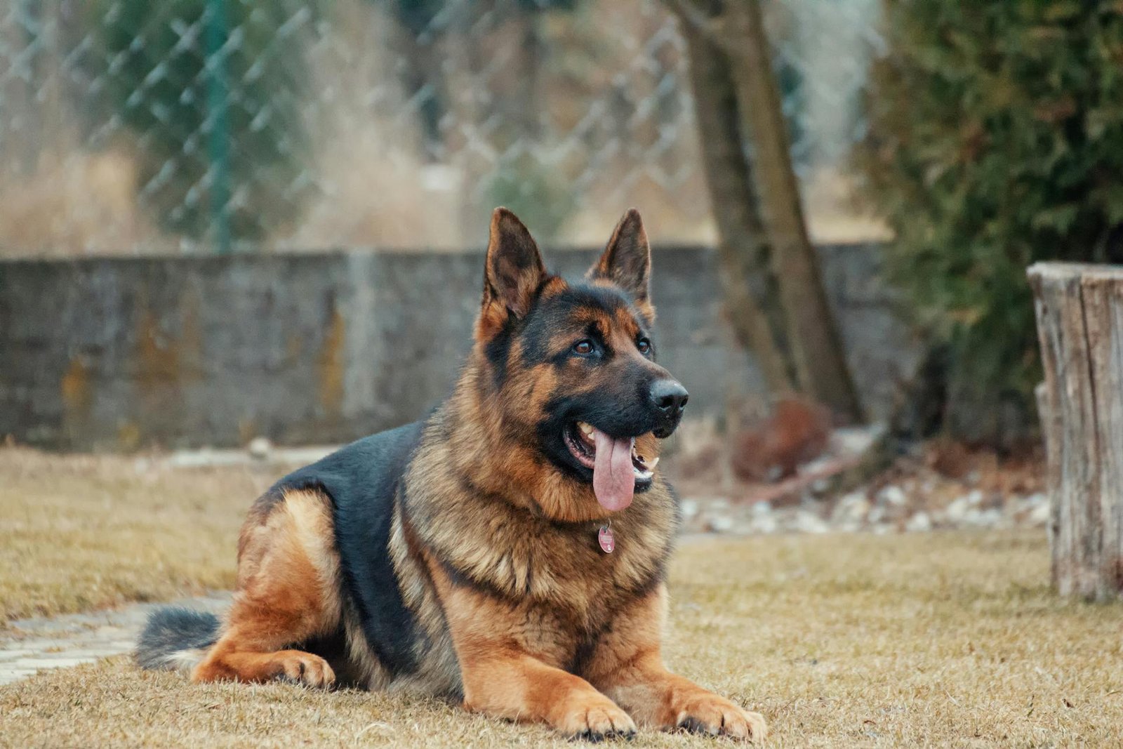 Maryland Dog Bite Lawyers