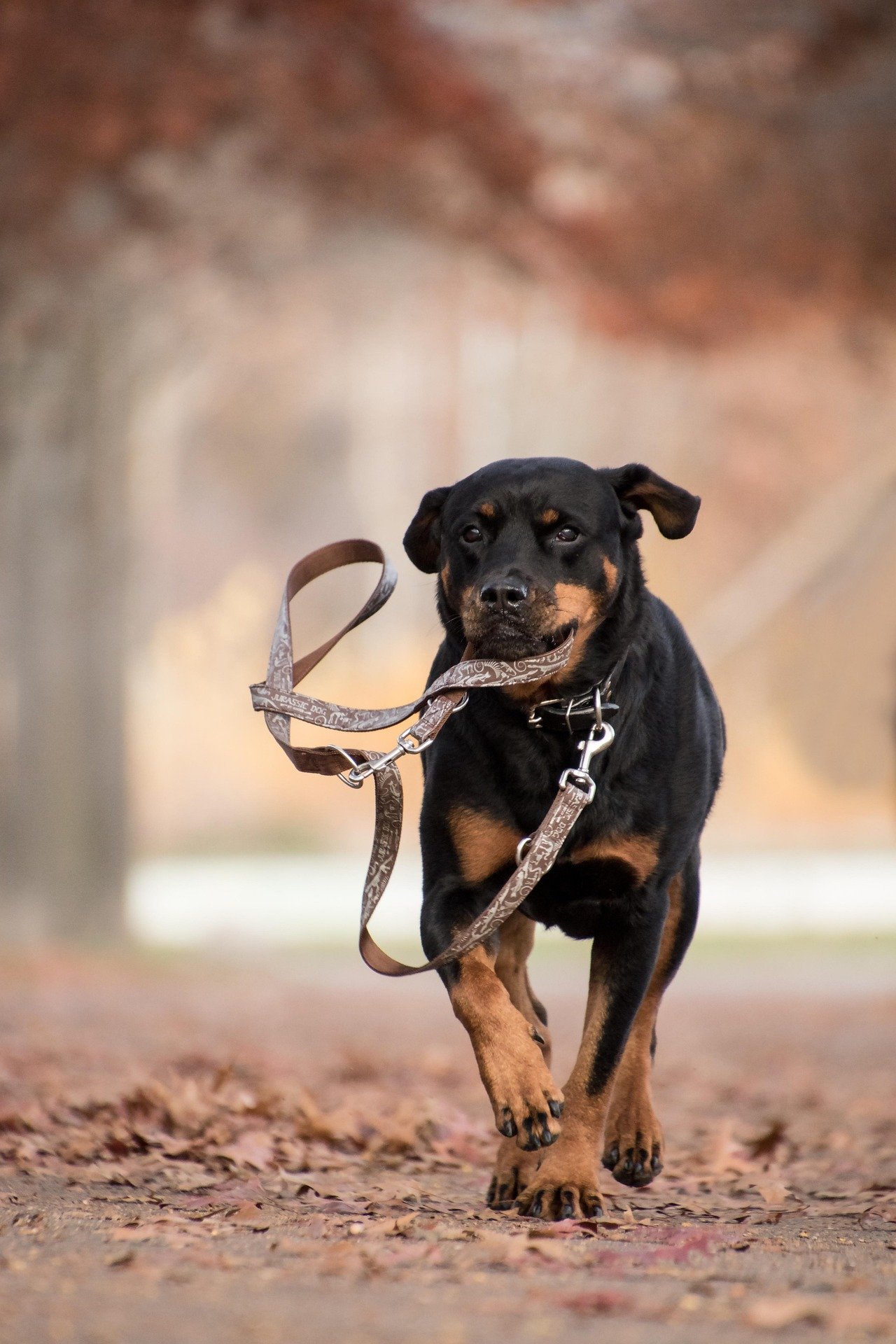 Maryland Dog Bite Lawyers